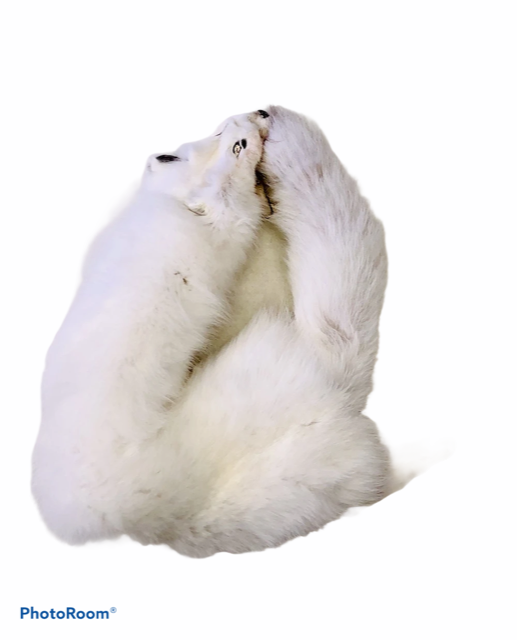 Arctic Fox Fur - SL Fur & Leather