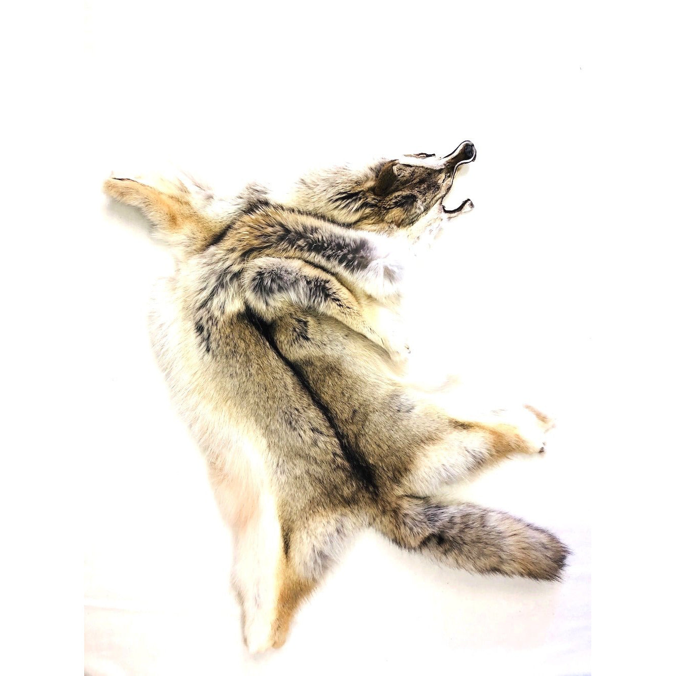 Coyote Fur - SL Fur & Leather