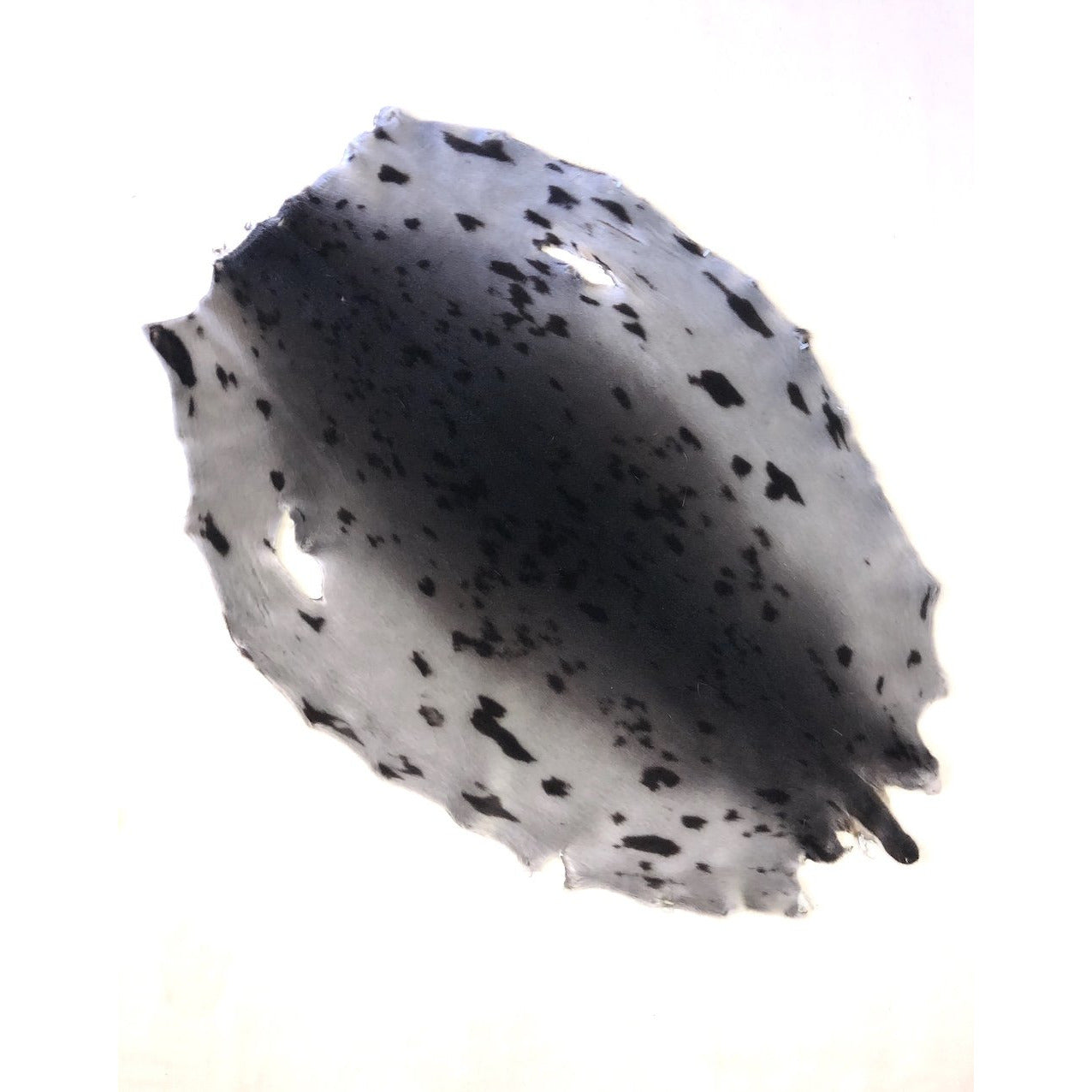 Natural Harp Seal Skins - SL Fur & Leather