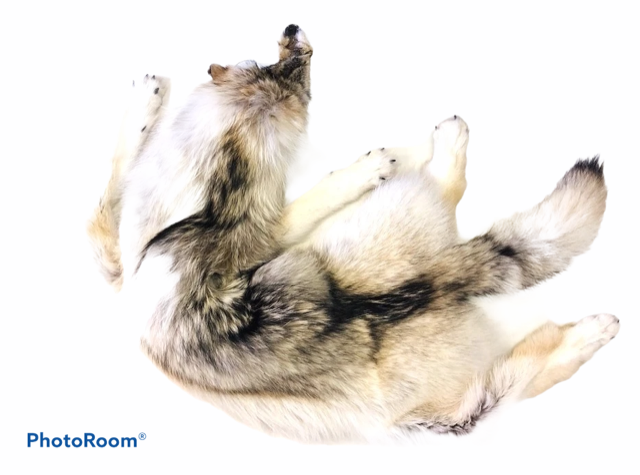 Timber Wolf Fur - SL Fur & Leather