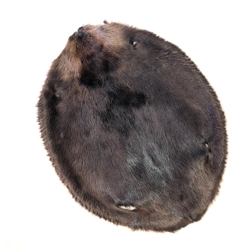 Beaver Fur - SL Fur & Leather